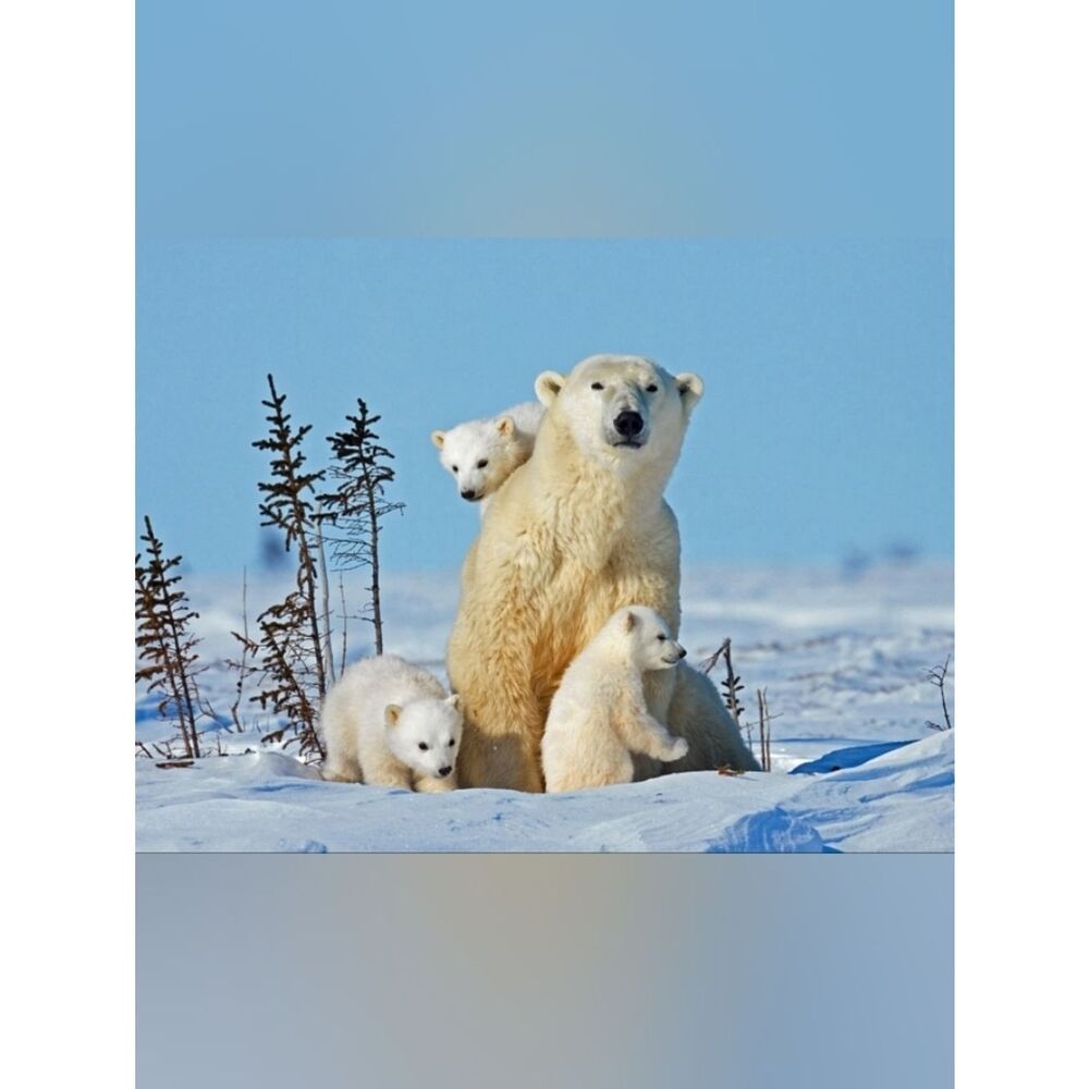 Custom Fridge Magnet Polar Bear Family Home Kitchen Office Decor